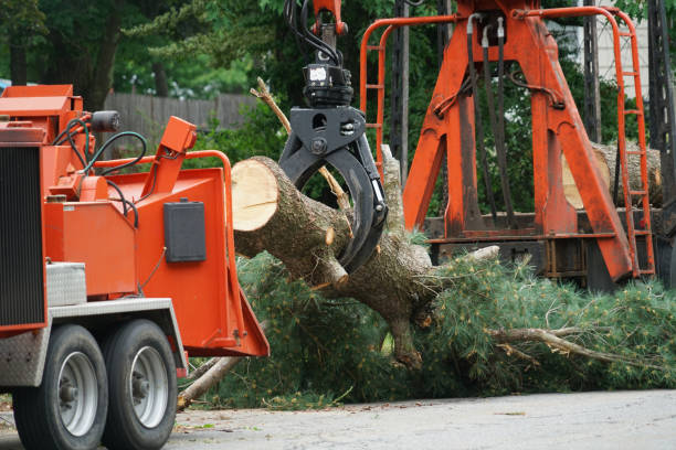 Why Choose Our Tree Removal Services in Pleasant Hills, PA?